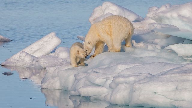 Norveška, Svalbard, polarni medvjedi, ekologija, Psihologis