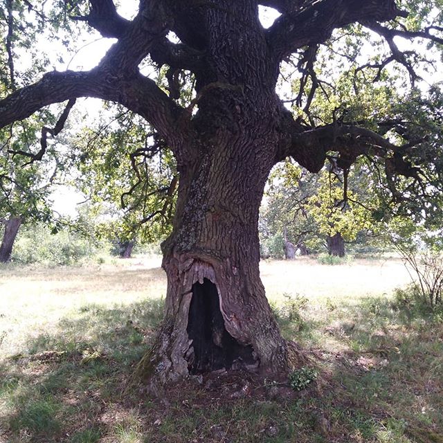 Hrastovi Slovačka, Gavurky, hrastov gaj, Psihologis 