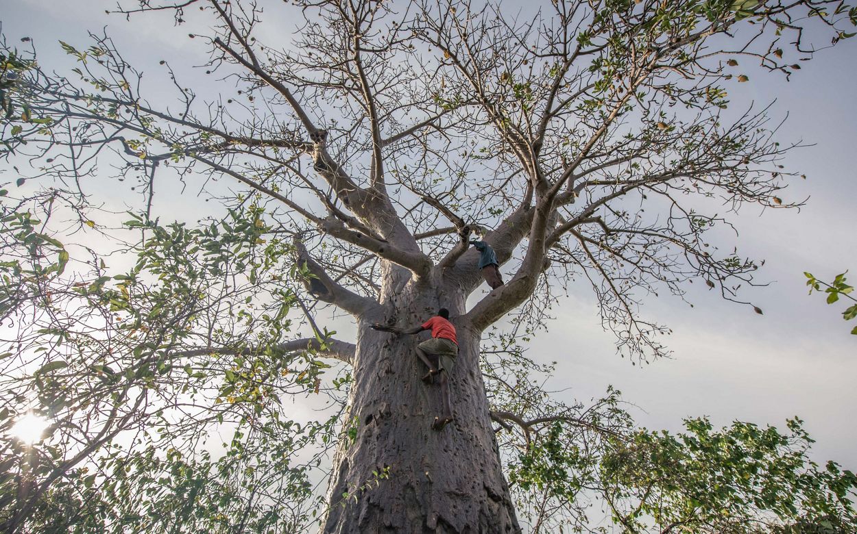 hadza pleme, hadža pleme, zdrava prehrana, zdrava ishrana, baobab, Psihologis